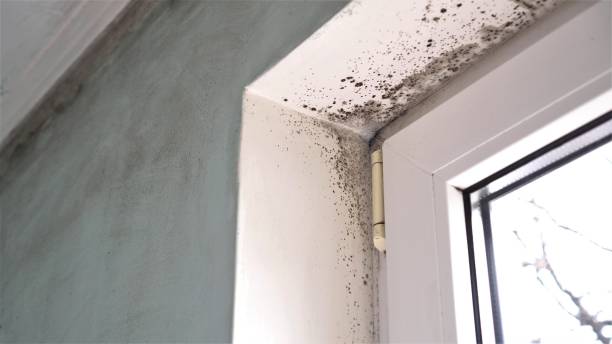 Trusted Mount Union, PA Mold Removal Experts