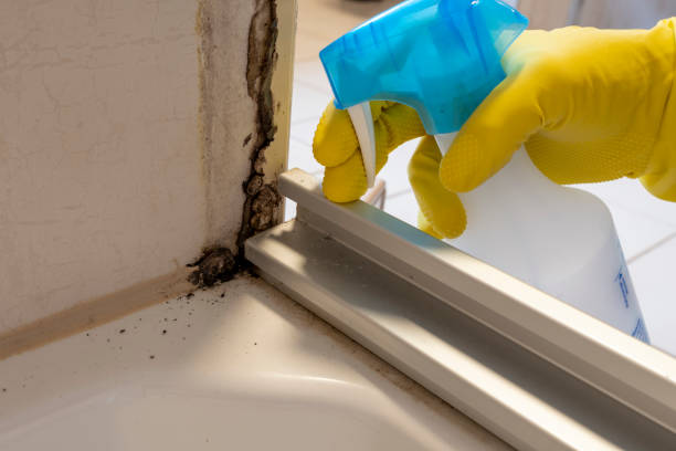 Mold Removal Process in Mount Union, PA