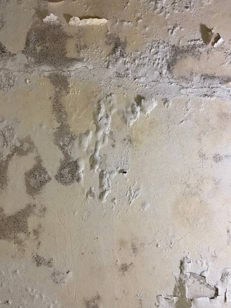 Best Mold Removal Near Me  in Mount Union, PA