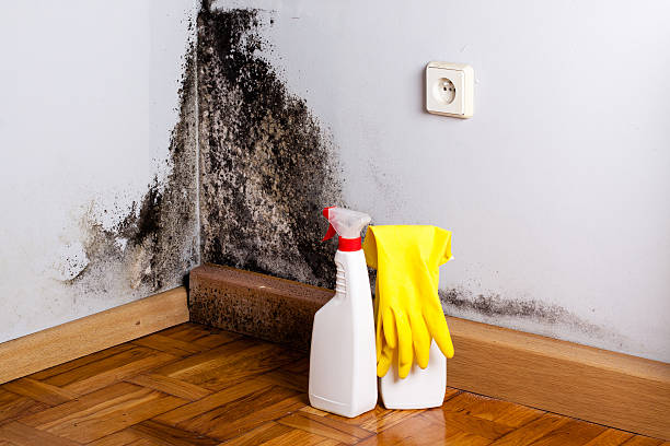 Best Fast Mold Removal  in Mount Union, PA
