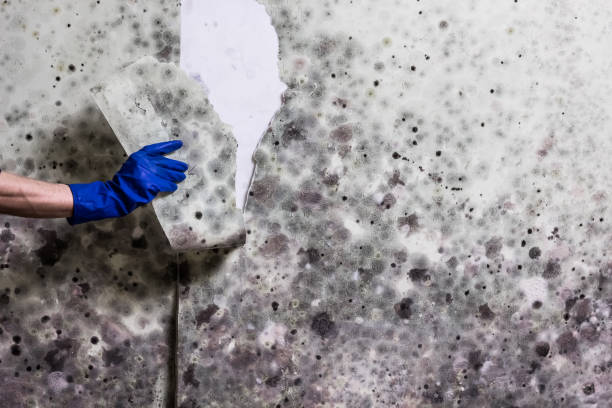Best Mold Removal Process  in Mount Union, PA
