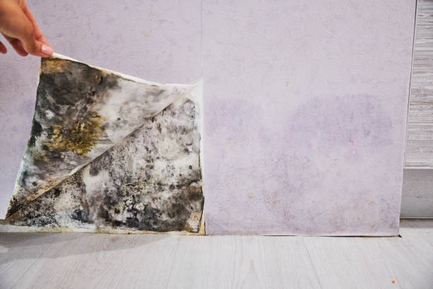 Best Residential Mold Removal  in Mount Union, PA